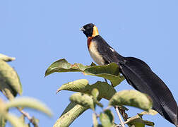 Broad-tailed Paradise Whydah
