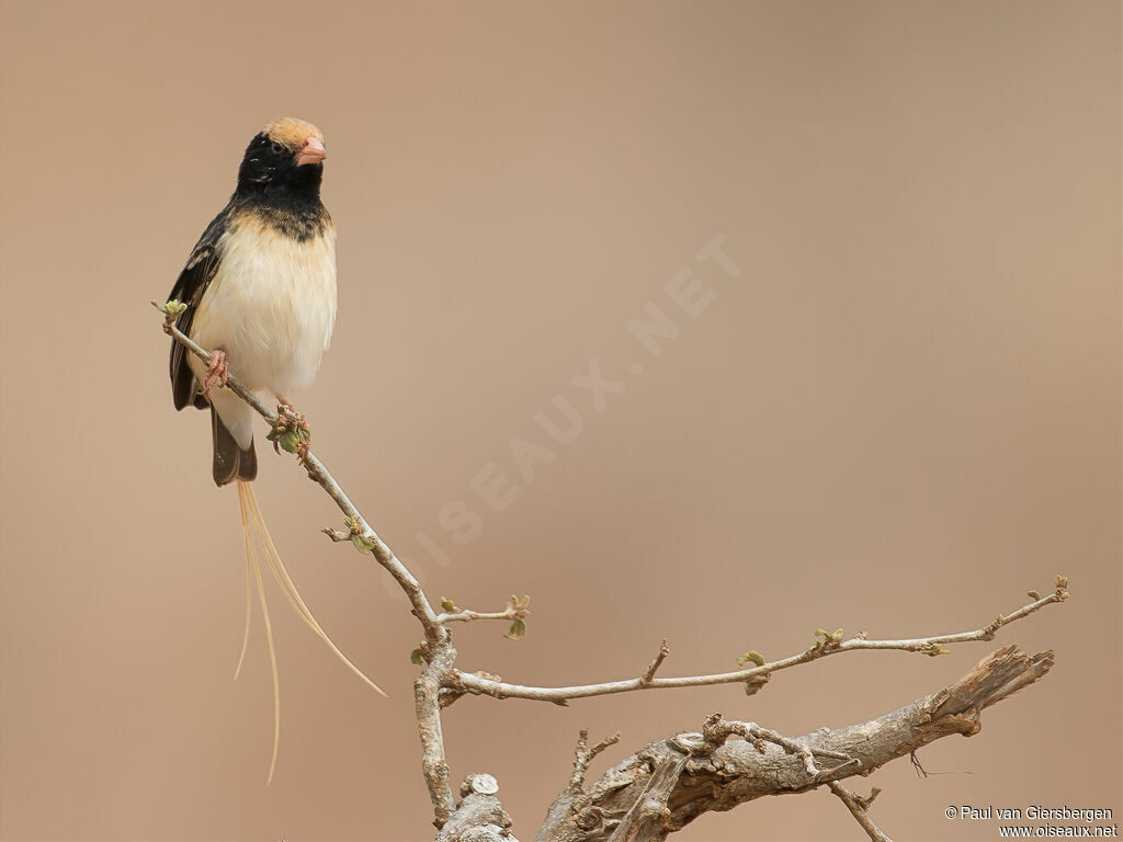 Straw-tailed Whydah male adult breeding