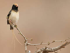 Straw-tailed Whydah