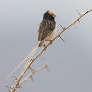 Straw-tailed Whydah