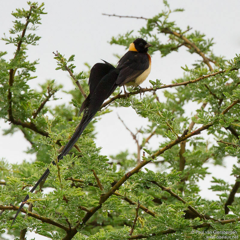 Long-tailed Paradise Whydah