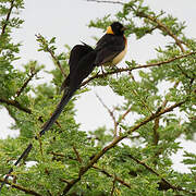 Long-tailed Paradise Whydah