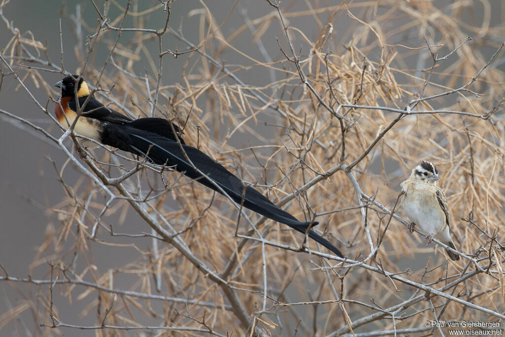 Long-tailed Paradise Whydahadult