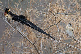 Long-tailed Paradise Whydah