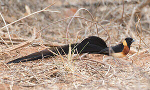 Long-tailed Paradise Whydah