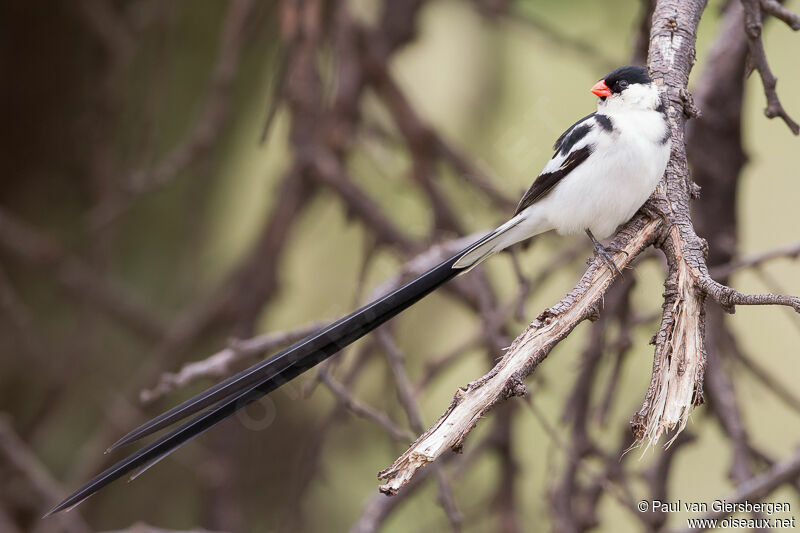 Pin-tailed Whydah