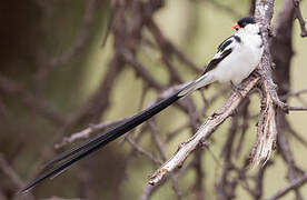 Pin-tailed Whydah