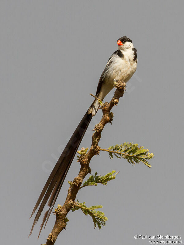 Pin-tailed Whydah