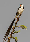 Pin-tailed Whydah