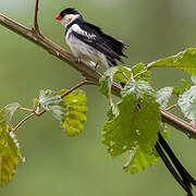 Pin-tailed Whydah