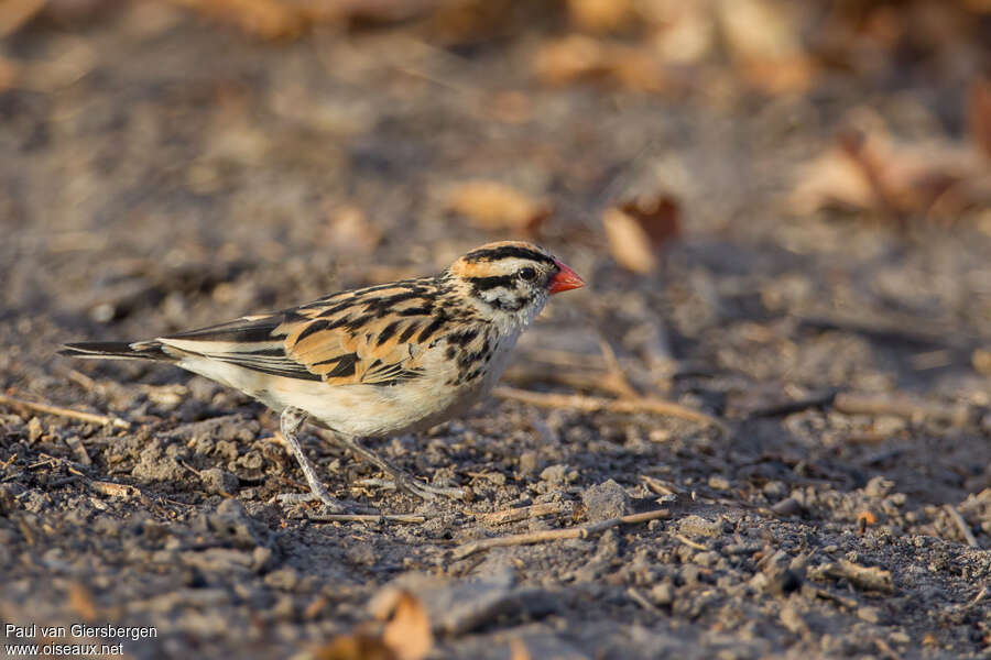 Veuve dominicaine mâle 2ème année, identification