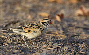 Pin-tailed Whydah