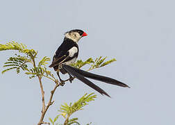 Pin-tailed Whydah