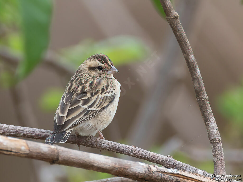 Steel-blue Whydah female adult