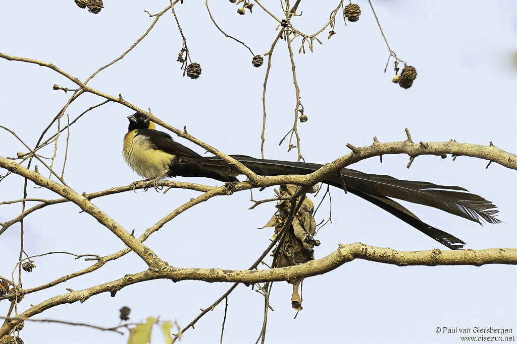 Exclamatory Paradise Whydah male adult breeding