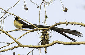 Exclamatory Paradise Whydah