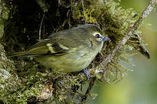 Viréo à ailes jaunes