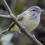 Viréo à calotte brune