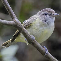 Viréo à calotte brune