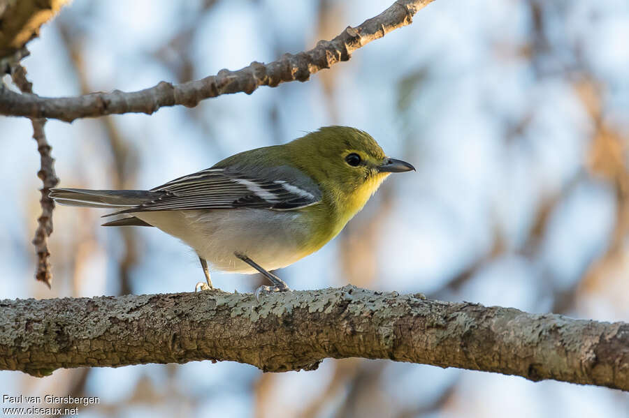 Yellow-throated Vireoadult, identification