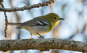 Yellow-throated Vireo