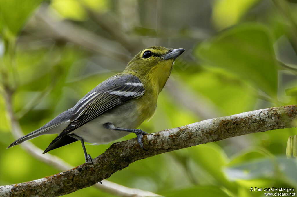 Viréo à gorge jaune