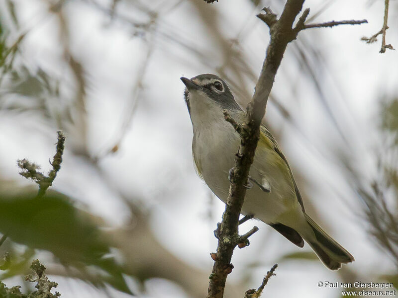 Viréo à tête bleue