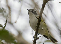 Blue-headed Vireo