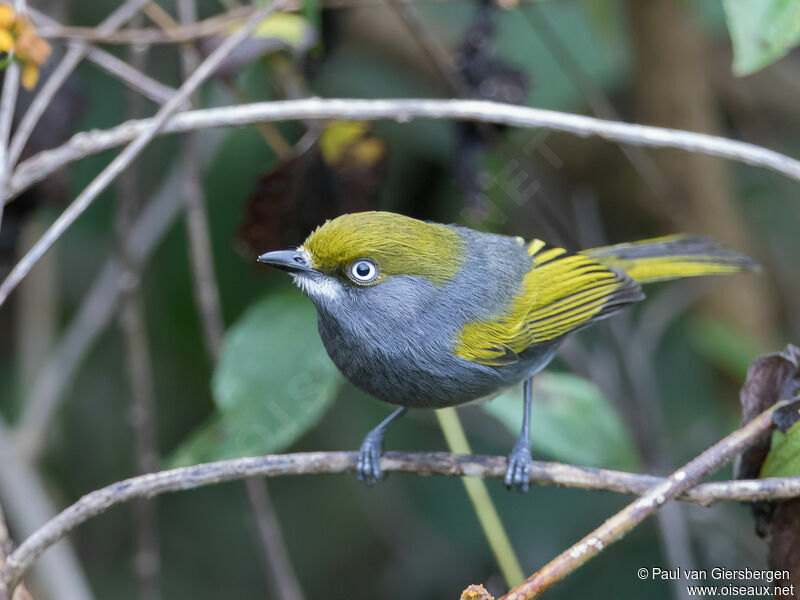 Slaty Vireo