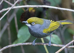 Slaty Vireo