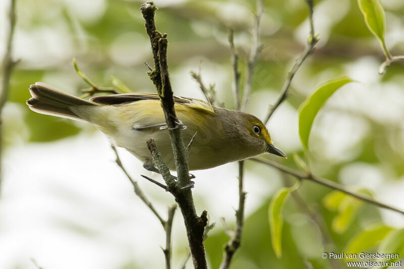 White-eyed Vireo