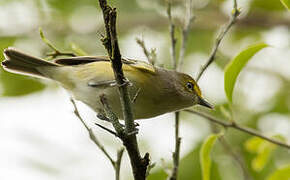 White-eyed Vireo