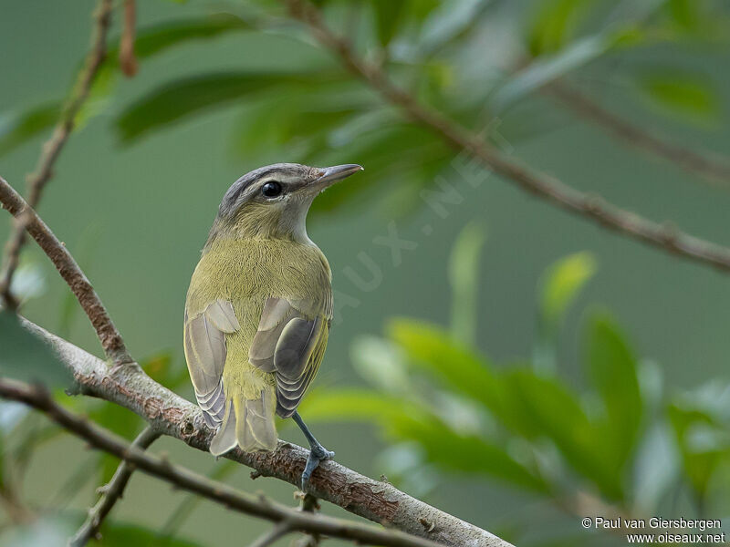 Chivi Vireo