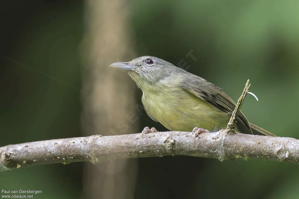 Viréo d'Osburnadulte, identification