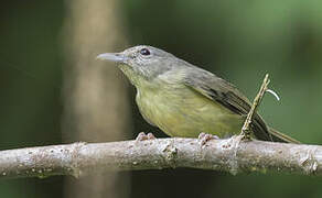 Blue Mountain Vireo