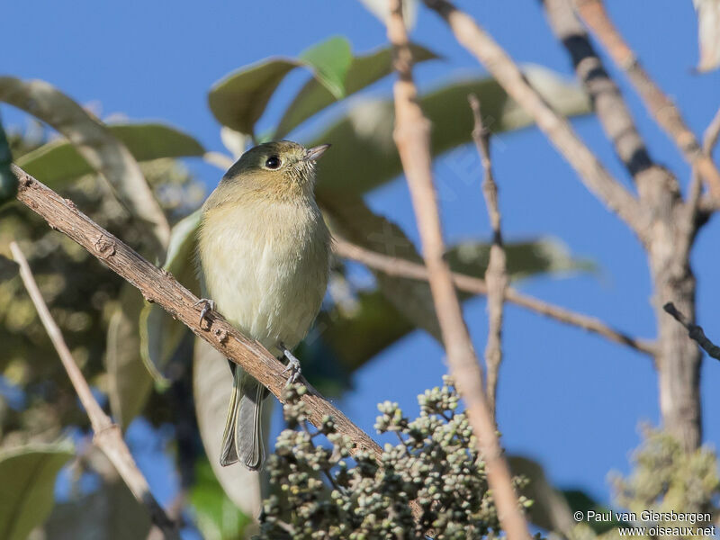 Hutton's Vireo