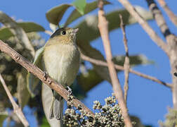 Hutton's Vireo