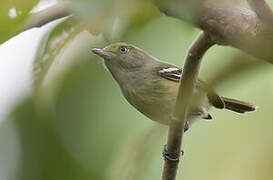 Jamaican Vireo