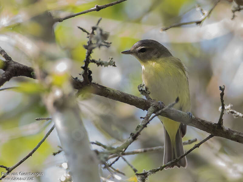 Philadelphia Vireoadult post breeding, identification