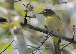 Philadelphia Vireo