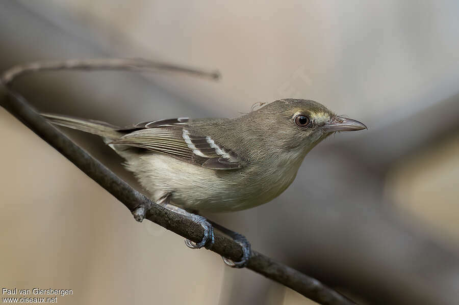 Viréo des mangrovesadulte, identification