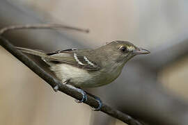 Mangrove Vireo