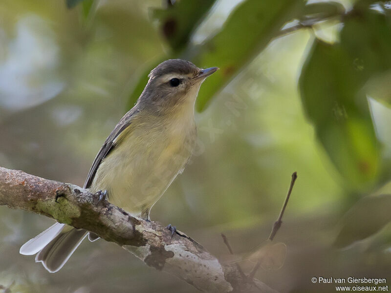 Warbling Vireo