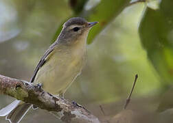 Warbling Vireo