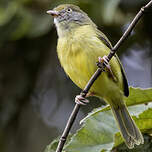Viréon à pattes claires