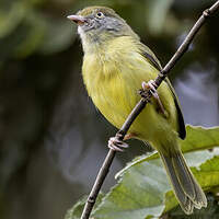 Viréon à pattes claires