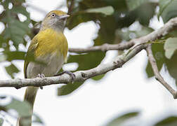 Lemon-chested Greenlet