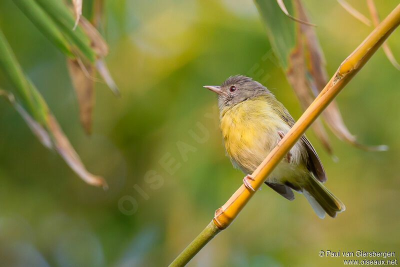 Ashy-headed Greenlet