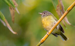 Ashy-headed Greenlet