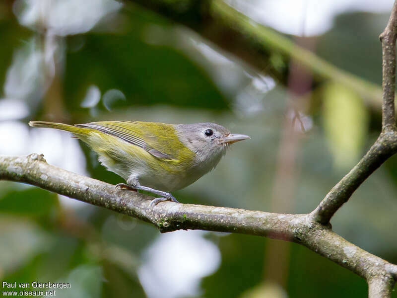 Viréon menuadulte, identification